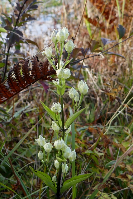 �A�P�{�m�\�E