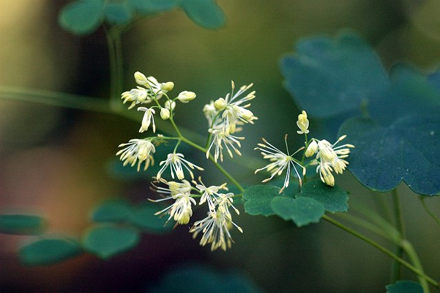 �A�L�J���}�c