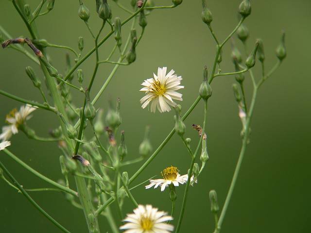 �A�L�m�m�Q�V