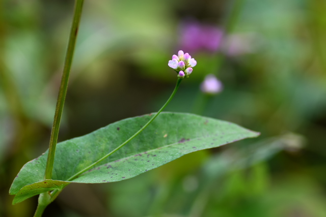 �A�L�m�E�i�M�c�J�~