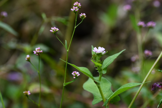 �A�L�m�E�i�M�c�J�~�i���j�~�]�\�o�i�E�j