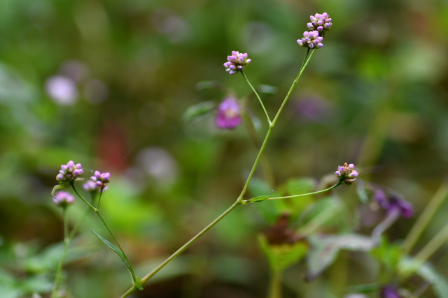 �A�L�m�E�i�M�c�J�~