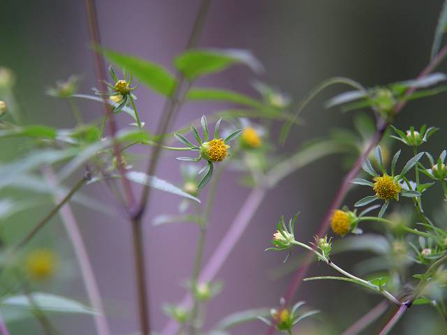 �A�����J�Z���_���O�T