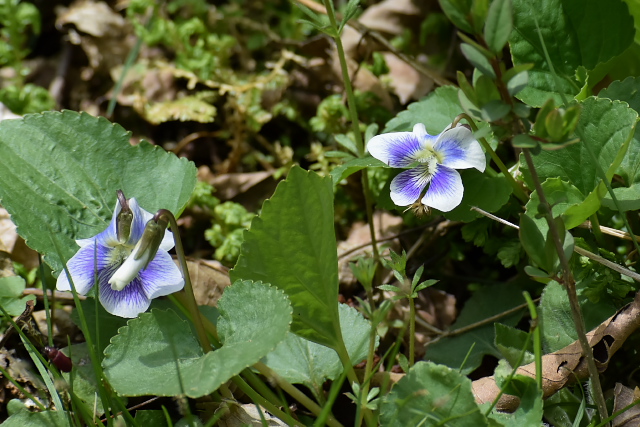 �A�����J�X�~���T�C�V���@�v���P�A�i