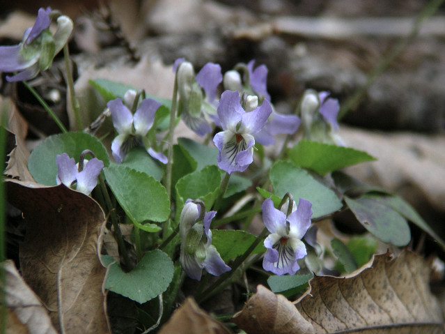 �A�I�C�X�~��