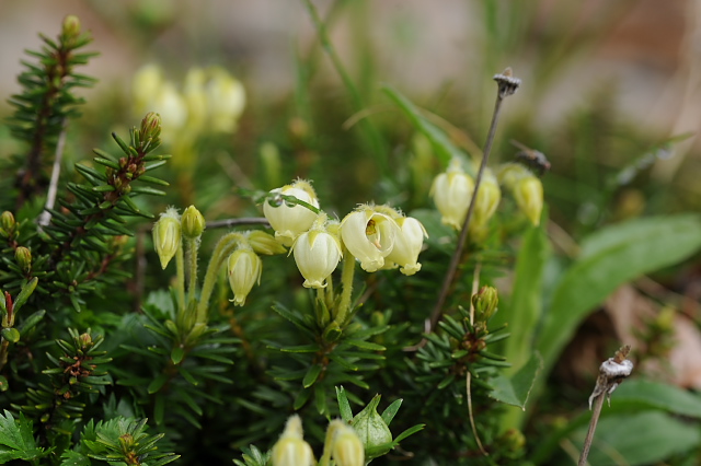 �A�I�m�c�K�U�N��