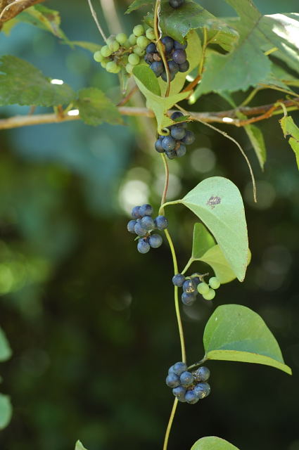 �A�I�c�d���t�W