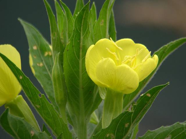 �A���`�}�c���C�O�T