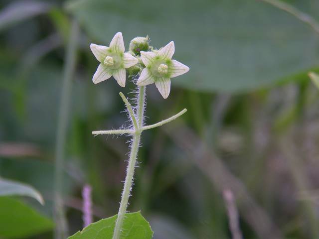 �A���`�E��