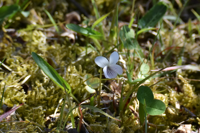 �A���A�P�X�~��