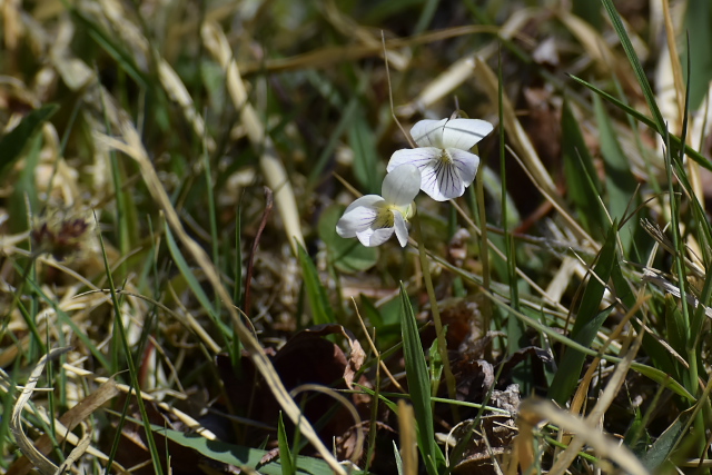 �A���A�P�X�~��