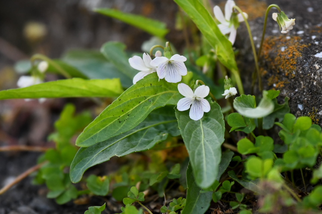 �A���A�P�X�~��