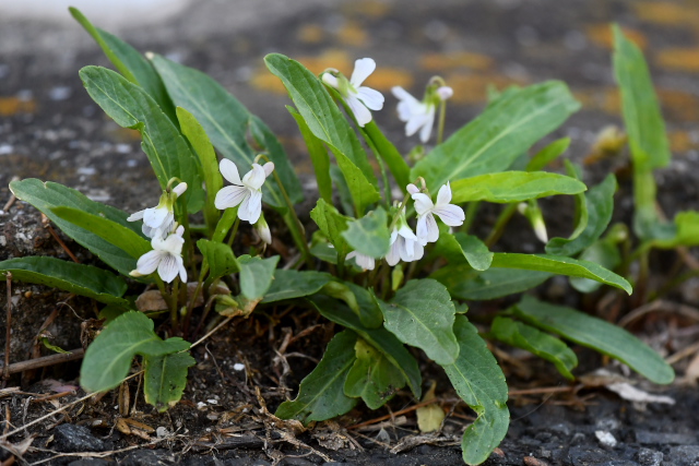 �A���A�P�X�~��