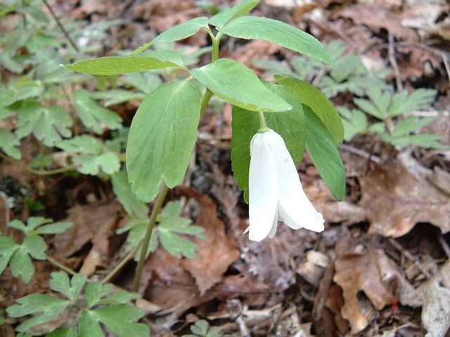 �A�Y�}�C�`�Q