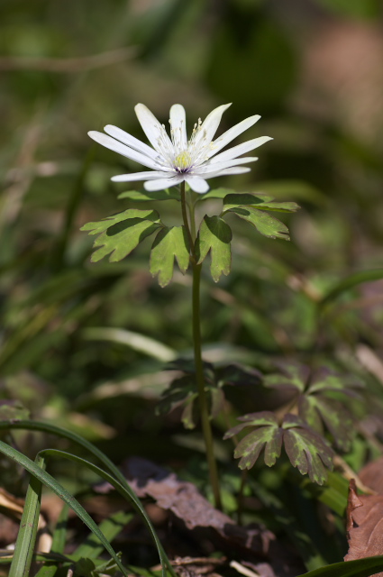 �A�Y�}�C�`�Q