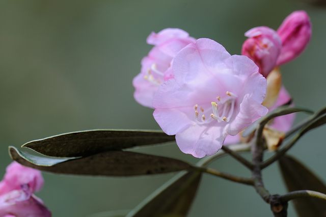 �A�Y�}�V���N�i�Q