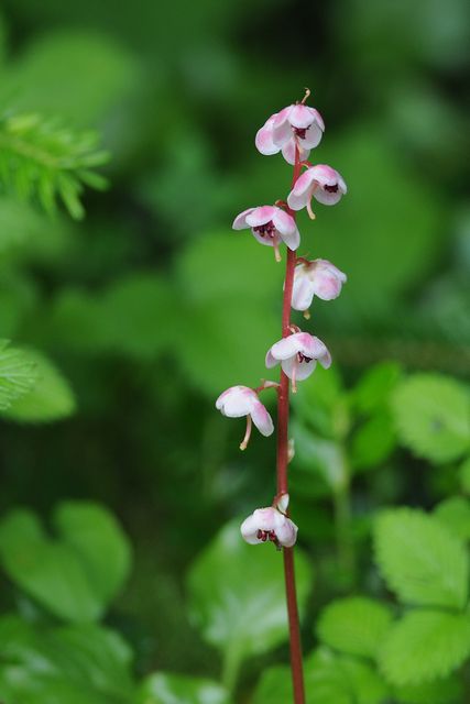 �x�j�o�i�C�`���N�\�E