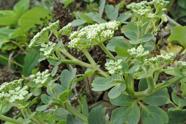 �{�^���{�E�t�E