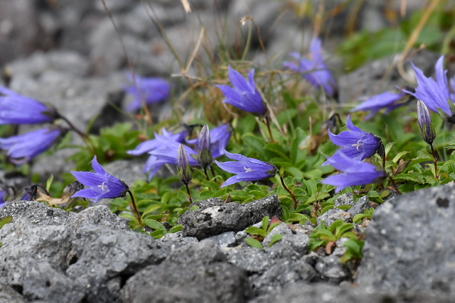 �`�V�}�M�L���E