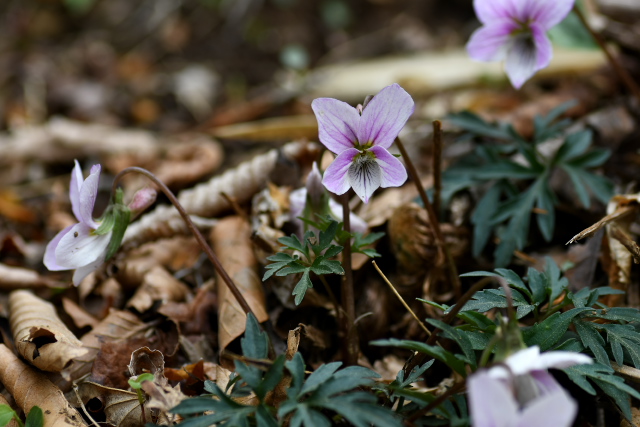 �G�C�U���X�~��