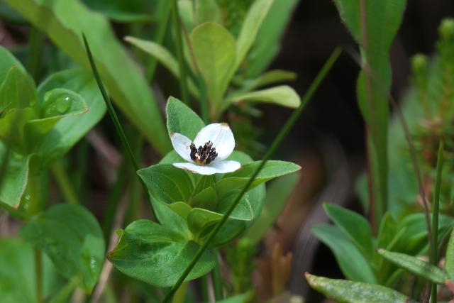 �G�]�S�[���^�`�o�i