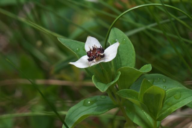 �G�]�S�[���^�`�o�i