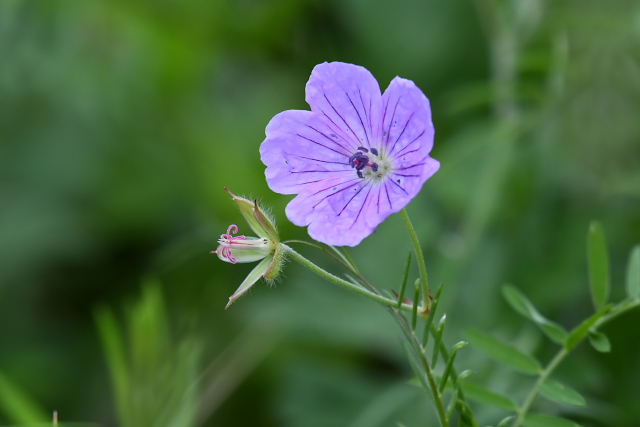 �G�]�t�E��