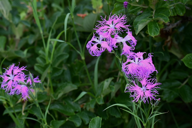 �G�]�J�����i�f�V�R