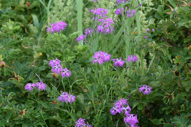 �G�]�J�����i�f�V�R