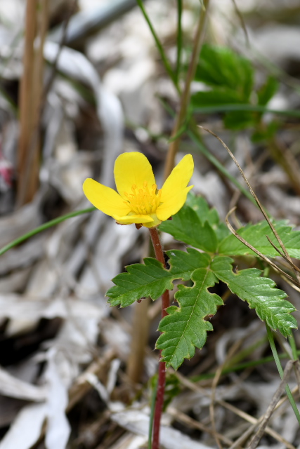 �G�]�c���L���o�C