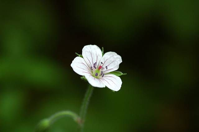 �Q���m�V���E�R