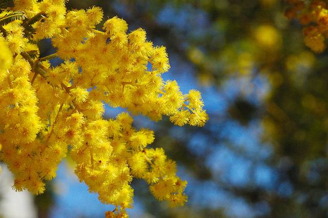 �M�����E�A�J�V�A