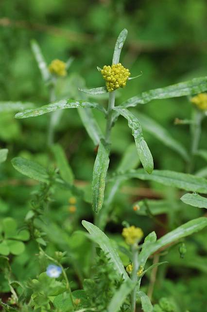 �n�n�R�O�T