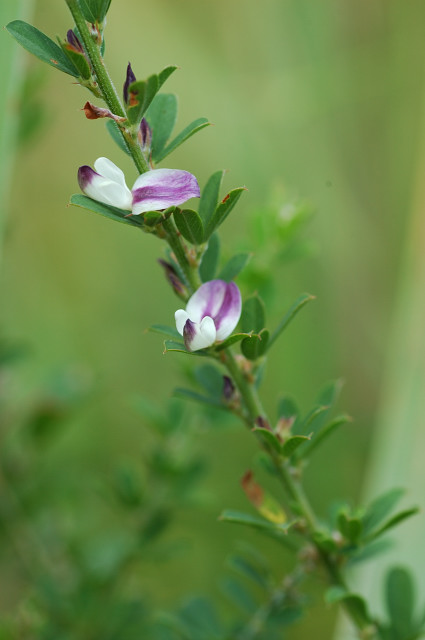 �n�C���h�n�M