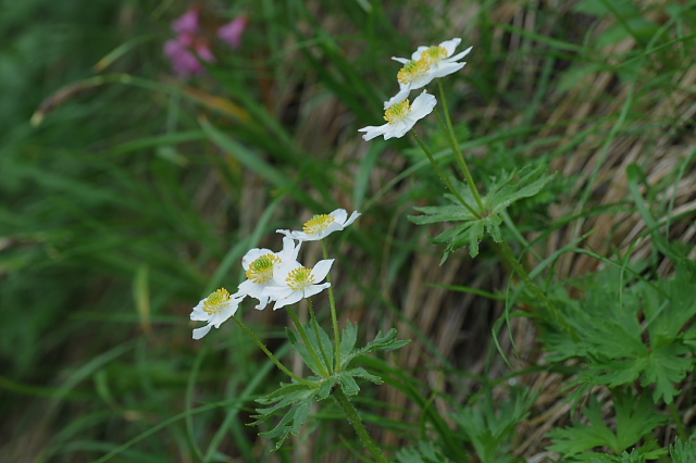 �n�N�T���C�`�Q