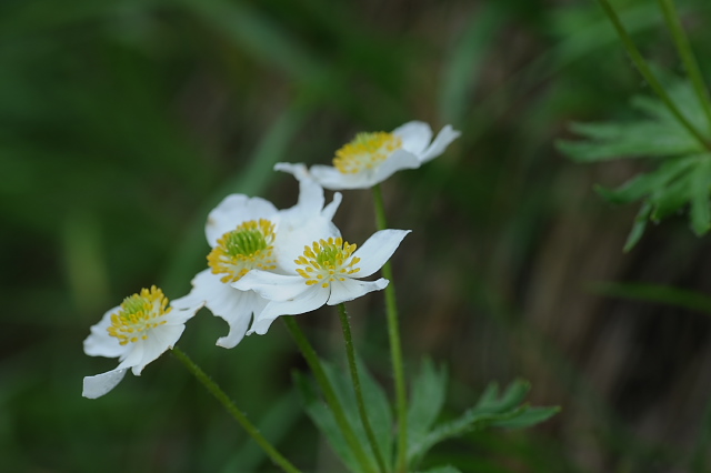 �n�N�T���C�`�Q