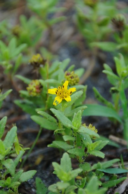 �n�}�O���}