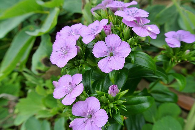 �n�}�i�f�V�R