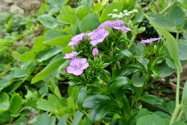 �n�}�i�f�V�R