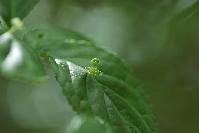 �n�i�C�J�_