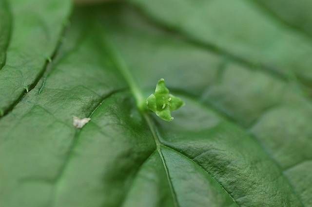 �n�i�C�J�_