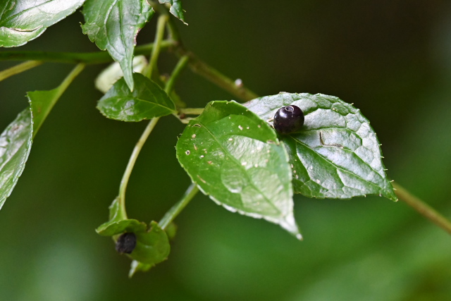 �n�i�C�J�_