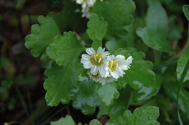 �n�i�C�\�M�N