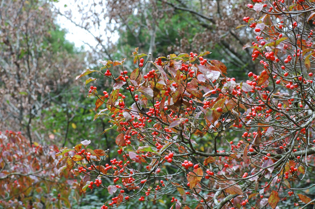 �n�i�~�Y�L