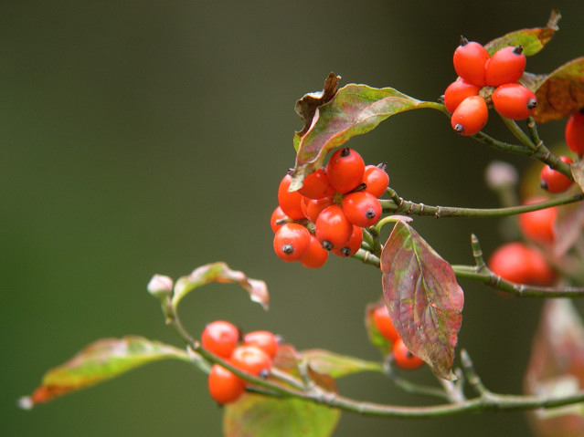 �n�i�~�Y�L