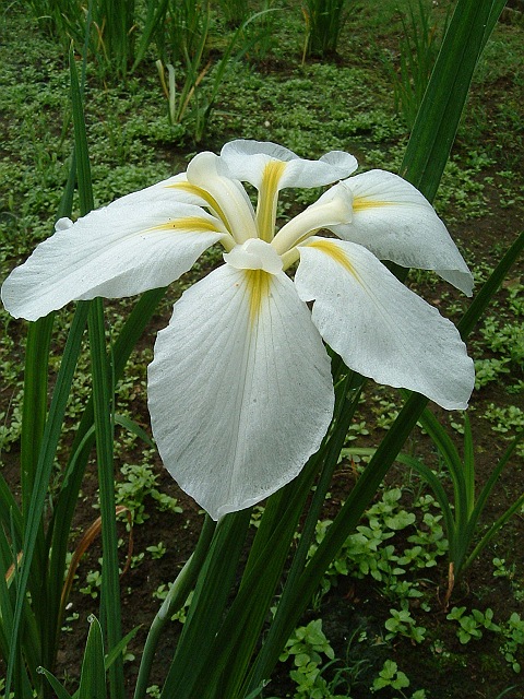 �n�i�V���E�u