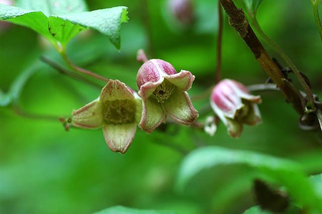 �n���V���E�d��