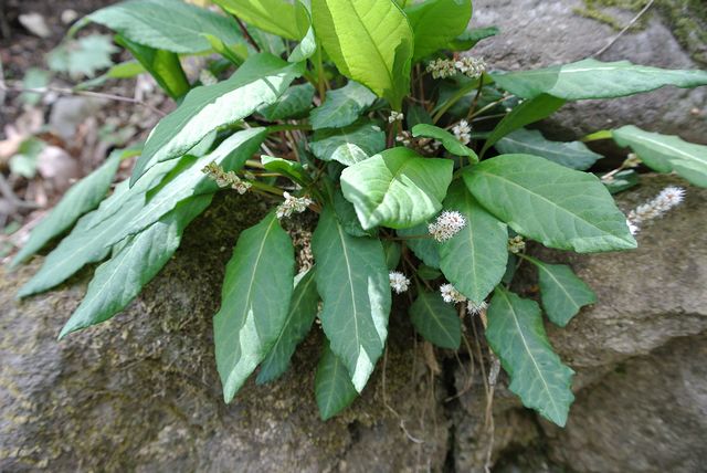 �n���g���m�I