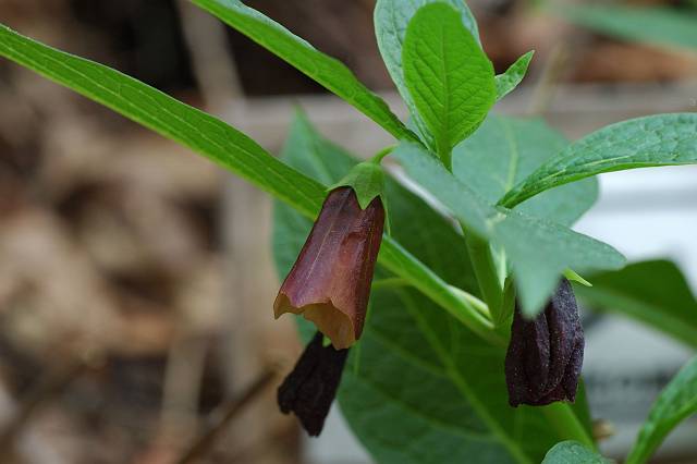 �n�V���h�R��