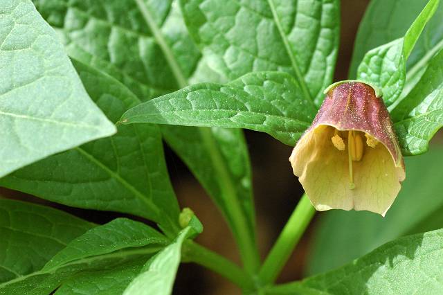 �n�V���h�R��